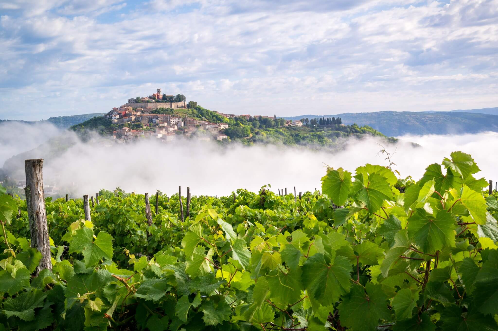 Vineyards below the hilltop town of Motovun in Istria, Croatia