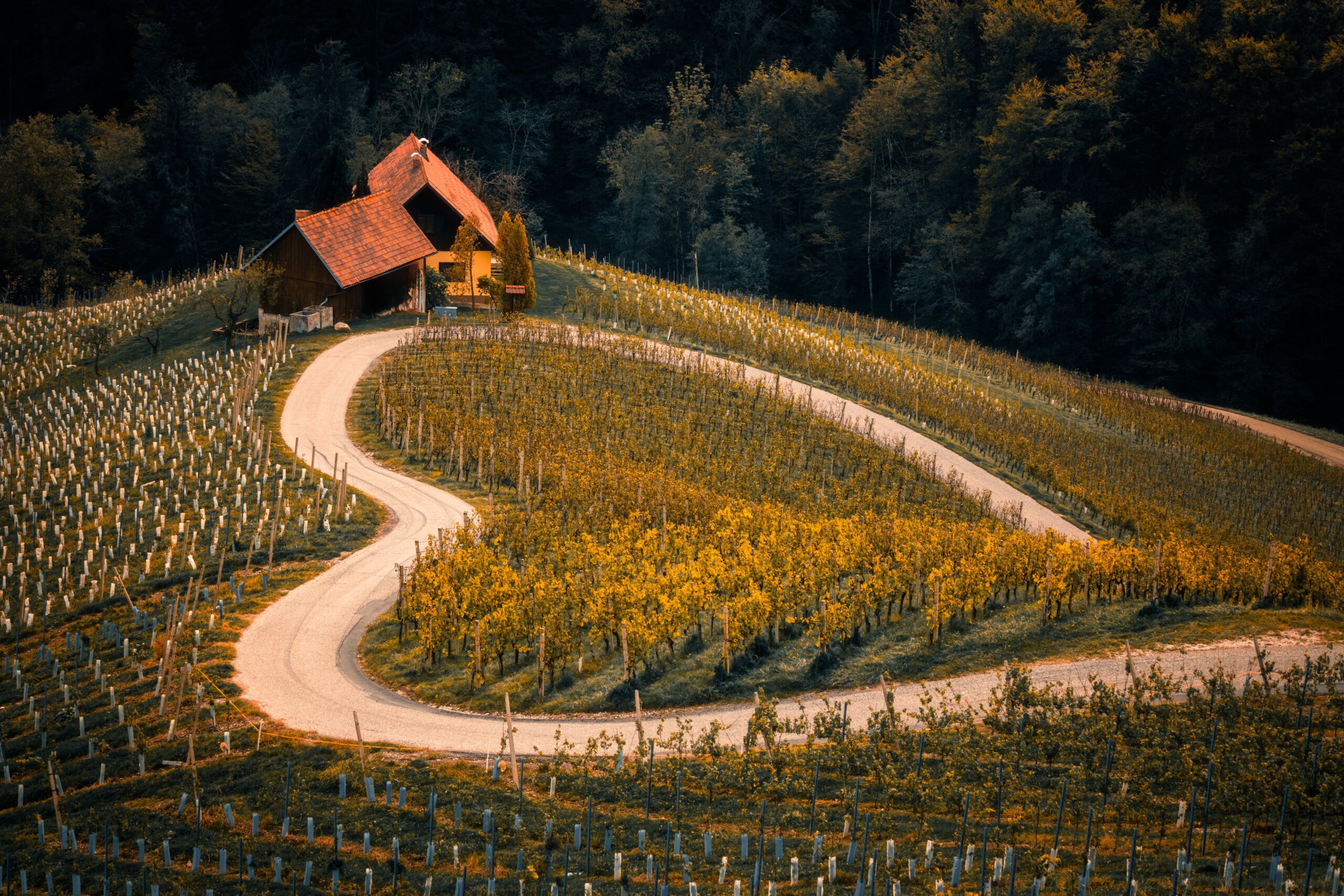 Vineyards rolling over the green hills of Slovenia