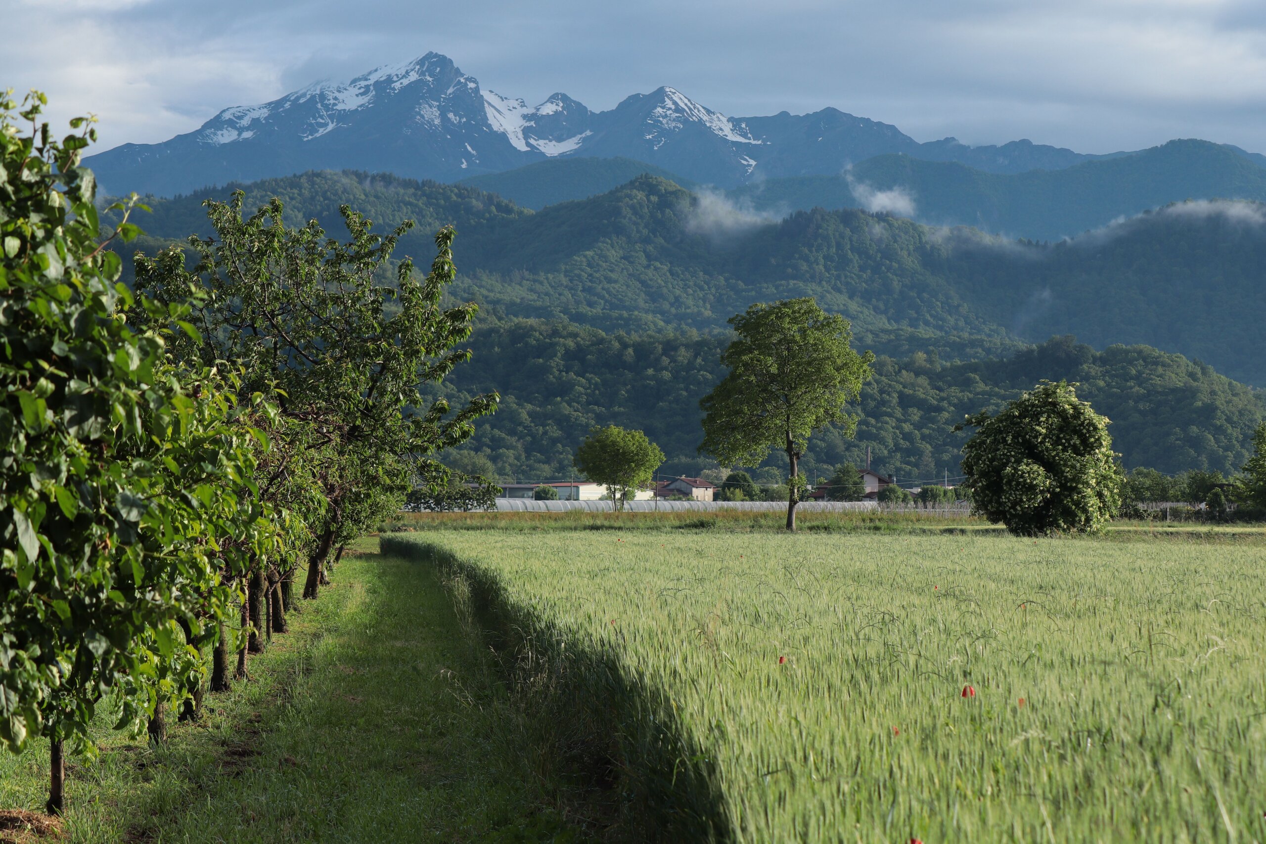 Orchards and green fields below the mountains of Trentino in Italy